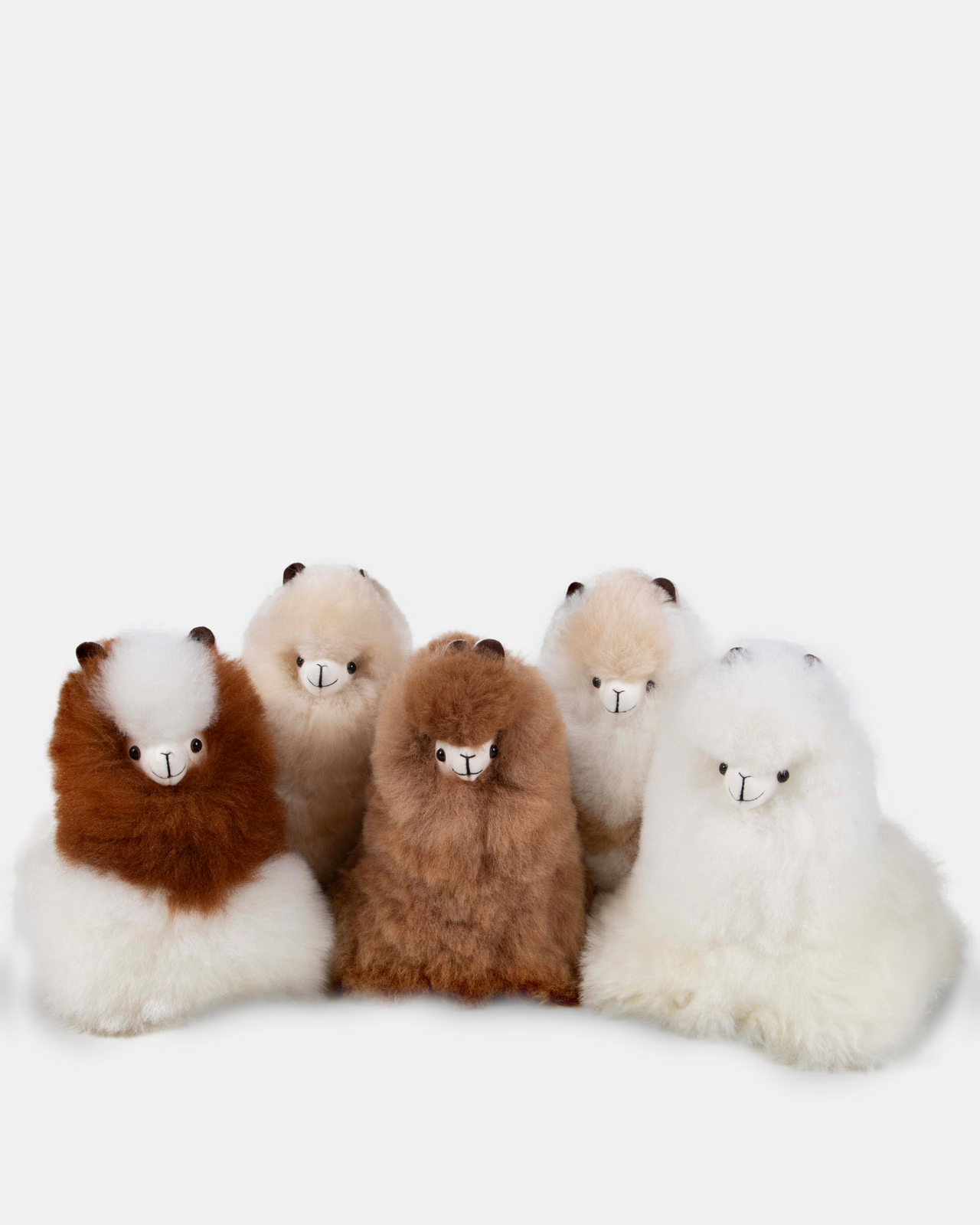 Laying Alpaca
